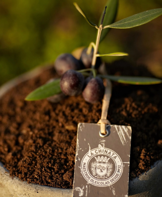 Why We Chose La Chinata